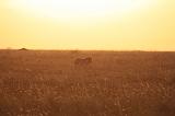 TANZANIA - Serengeti National Park - Alba - 18